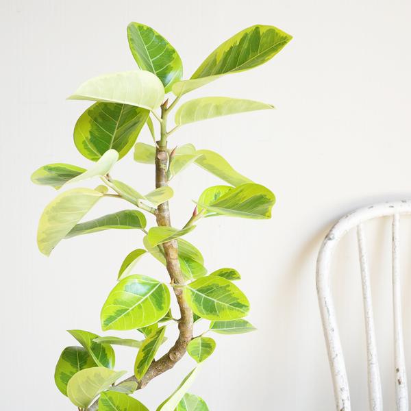 フィカス アルテシーマ ループ仕立て アルテシマ 観葉植物 アイボリーテラコッタ鉢植え 送料無料 即日出荷_4