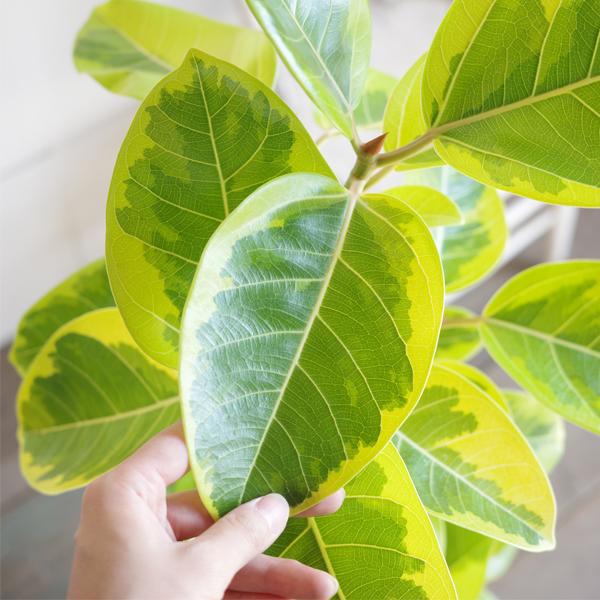 フィカス アルテシーマ ループ仕立て アルテシマ 観葉植物 アイボリーテラコッタ鉢植え 送料無料 即日出荷_5