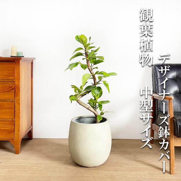 Webストア限定 フィカス アルテシーマ ループ仕立て アルテシマ 観葉植物 バルーン型 デザイナーズ 高級鉢カバー付 ホワイト 送料無料 即日出荷 販売割 Esraapharma Com