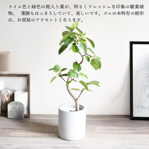 フィカス アルテシーマ ファイバー鉢カバー付き シリンダー アイボリー
