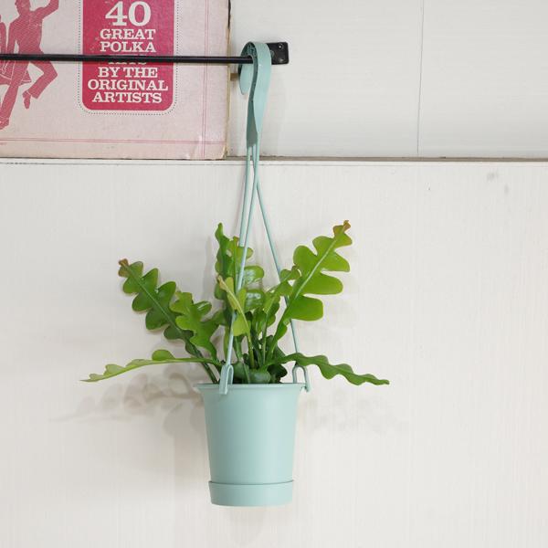 エピフィラム アングリガー フィッシュボーンカクタス ミントグリーン