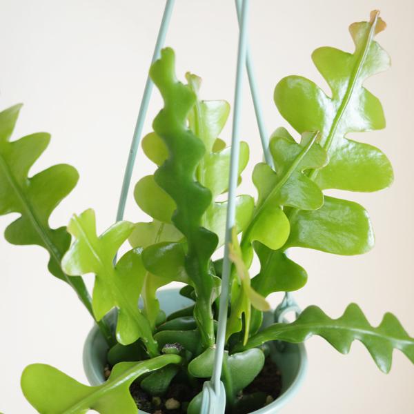 エピフィラム アングリガー フィッシュボーンカクタス ミントグリーン