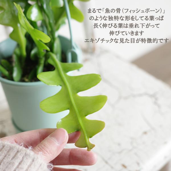 エピフィラム アングリガー フィッシュボーンカクタス ミントグリーン