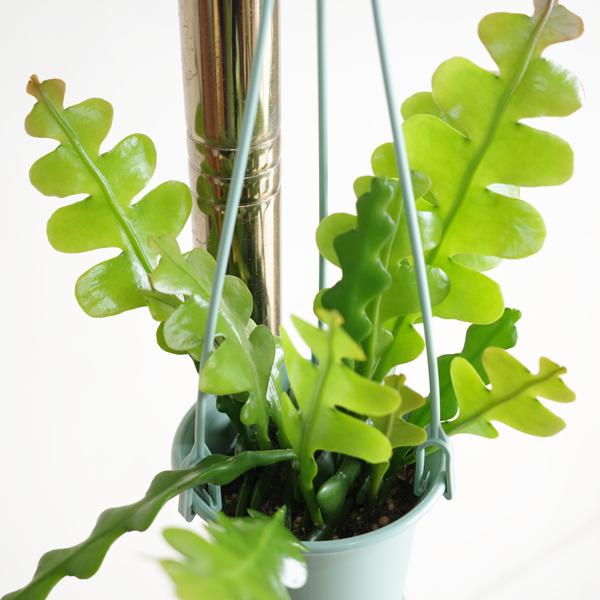 エピフィラム アングリガー フィッシュボーンカクタス ミントグリーン