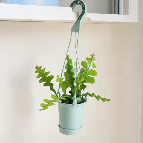 エピフィラム アングリガー フィッシュボーンカクタス ミントグリーン