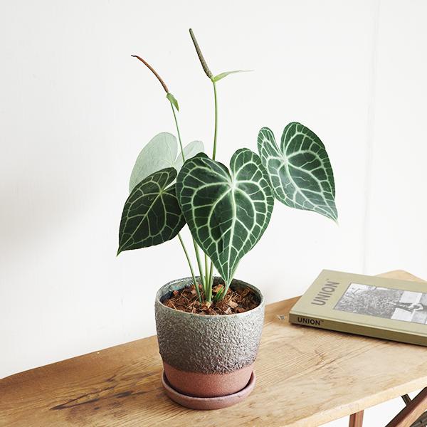 アンスリウム クラリネルビウム 陶器鉢植え ツートンカラー インテリア