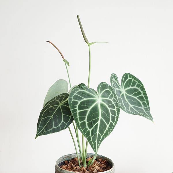 アンスリウム クラリネルビウム 陶器鉢植え ツートンカラー インテリア