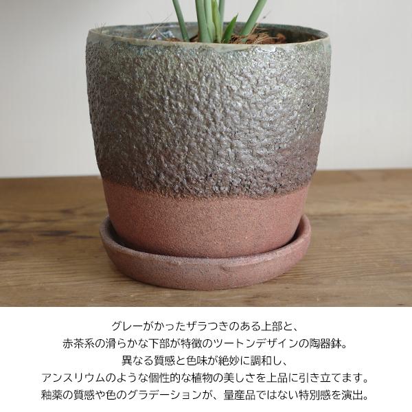 アンスリウム クラリネルビウム 陶器鉢植え ツートンカラー インテリア