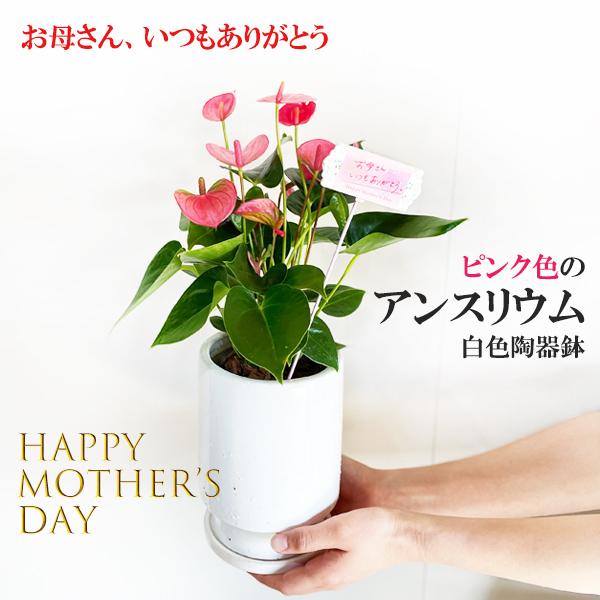 アンスリウム ピンク 母の日 花 花が長く続く 観葉植物 白色陶器鉢植え リッチホワイト 母の日 御祝 お礼 Mother22 Anthwh 観葉植物のパーフェクトグリーン 通販 Yahoo ショッピング