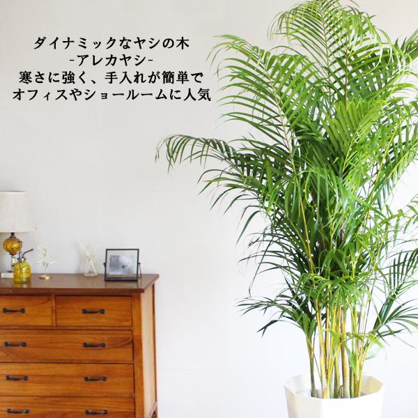 アレカヤシ 観葉植物 10号 大型 ヤシの木 おしゃれ 鉢植え 本物 大きい