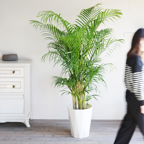 アレカヤシ 観葉植物 10号 大型 ヤシの木 おしゃれ 鉢植え 本物 大きい