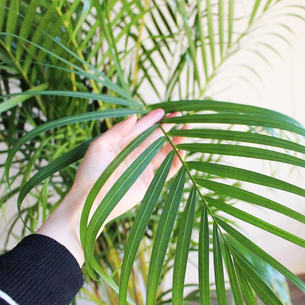 アレカヤシ 観葉植物 10号 大型 ヤシの木 おしゃれ 鉢植え 本物
