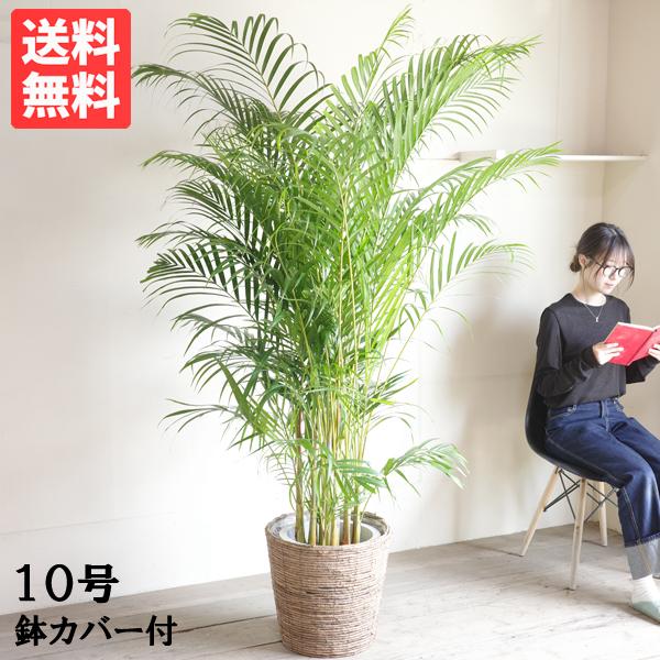 アレカヤシ 観葉植物 10号 大型 ヤシの木 バナナリーフ 鉢カバー付き