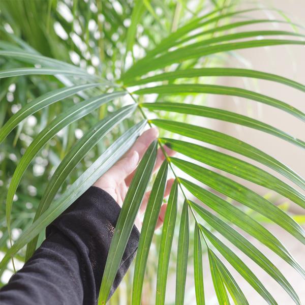 アレカヤシ 観葉植物 10号 大型 ヤシの木 バナナリーフ 鉢カバー付き