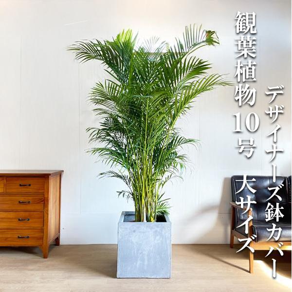 アレカヤシ ヤシの木 観葉植物 10号 大型 キューブ型 高級鉢カバー付