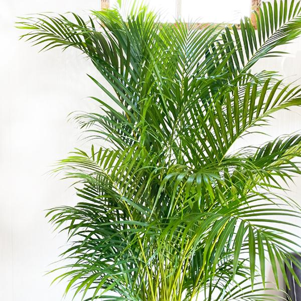 ①　アレカヤシ　(スーパーアレカヤシ)　9号　特大苗木最高等級極上品‼️　希少 ① アレカヤシ (スーパーアレカヤシ) 9号 特大苗木最高等級極上品‼️ 希少