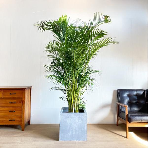 アレカヤシ。大型。観葉植物。鉢ごと無料で発送致します。 アレカヤシ。大型。観葉植物。鉢ごと無料で発送致します