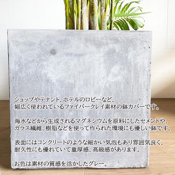 アレカヤシ ヤシの木 観葉植物 10号 大型 キューブ型 高級鉢カバー付