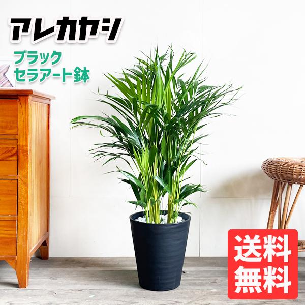 在庫有 アレカヤシ ヤシの木 観葉植物 ブラックセラアート鉢 送料無料 最適な材料 Www Tiebreak Fr