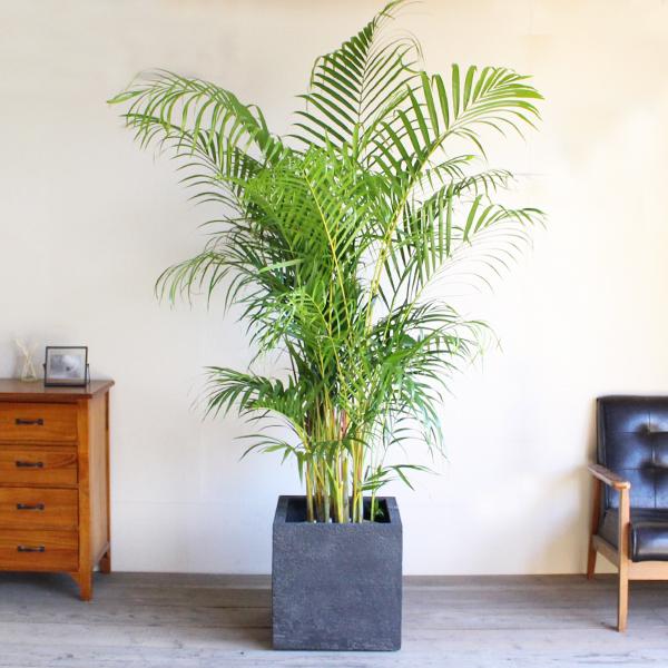 アレカヤシ ヤシの木 観葉植物 10号 大型 キューブ型 高級鉢カバー付