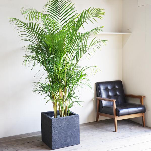 ②　アレカヤシ　10号　特大苗木最高等級極上品‼️ ① アレカヤシ 10号 特大苗木最高等級極上品‼️