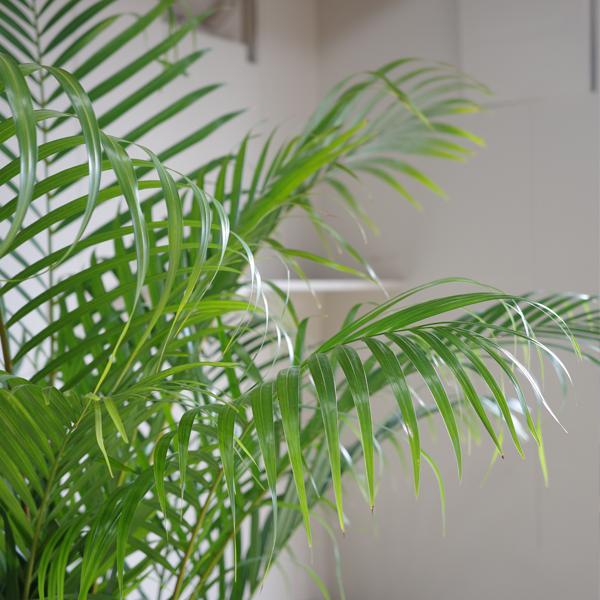 アレカヤシ ヤシの木 観葉植物 10号 大型 キューブ型 高級鉢