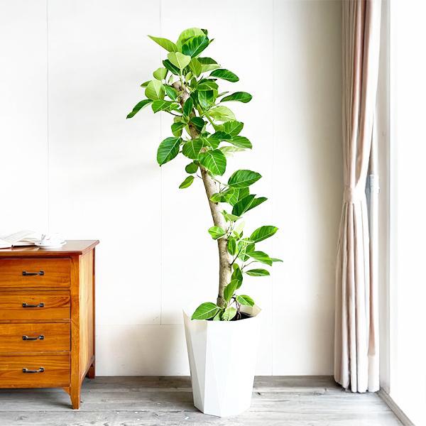 フィカス アルテシーマ 観葉植物 10号 大型 アルテシマ ゴムの木