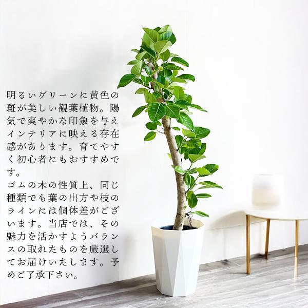 フィカス アルテシーマ 観葉植物 10号 大型 アルテシマ ゴムの木