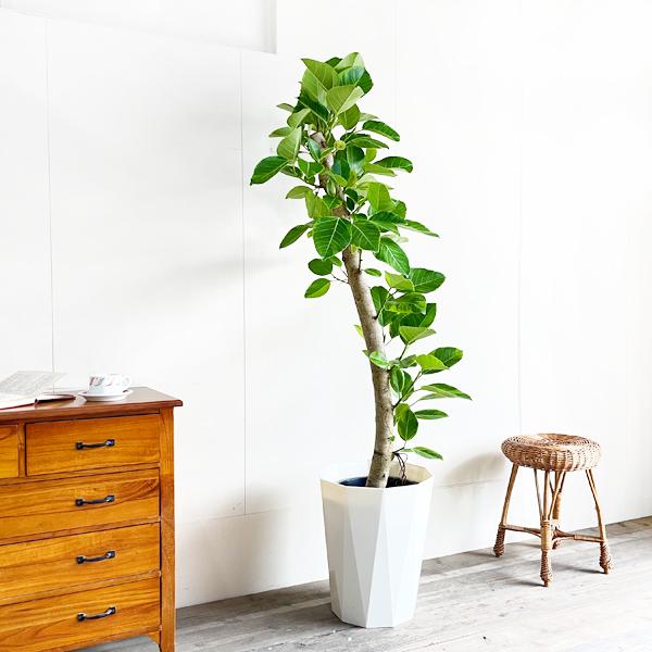 フィカス アルテシーマ 観葉植物 10号 大型 アルテシマ ゴムの木 おしゃれ 鉢植え 本物 大きい Arute10 観葉植物のパーフェクトグリーン 通販 Yahoo ショッピング