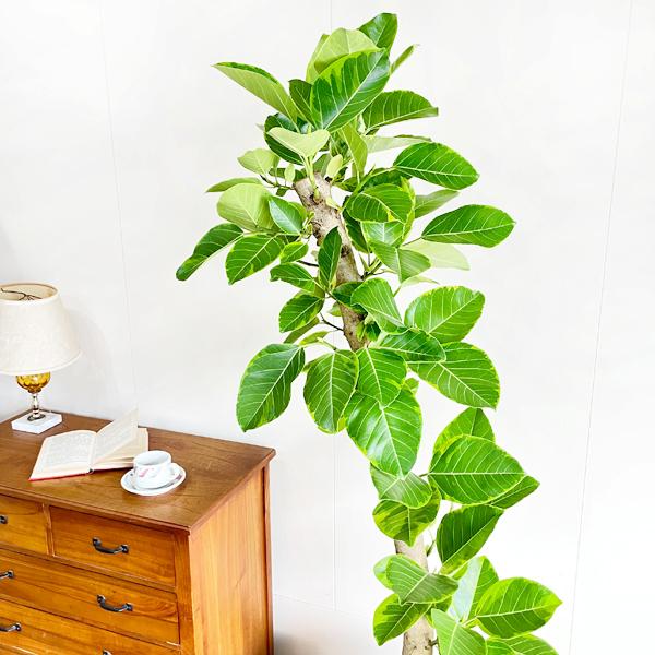 フィカス アルテシーマ 観葉植物 10号 大型 アルテシマ ゴムの木