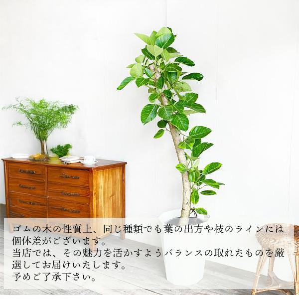 フィカス アルテシーマ 朴仕立て 観葉植物 10号 大型 シリンダー型鉢