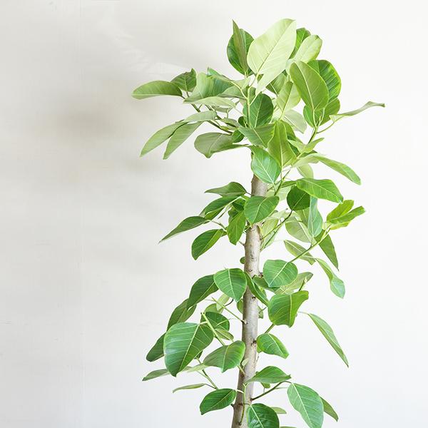 フィカス アルテシーマ 観葉植物 10号 大型 シリンダー型鉢