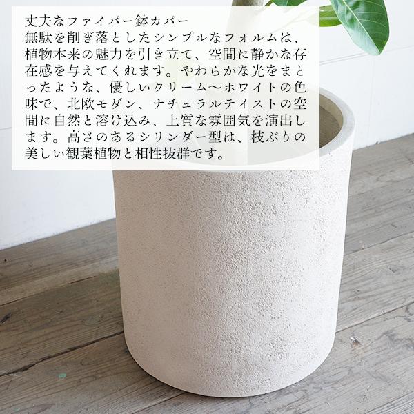フィカス アルテシーマ 観葉植物 10号 大型 シリンダー型鉢カバー付き
