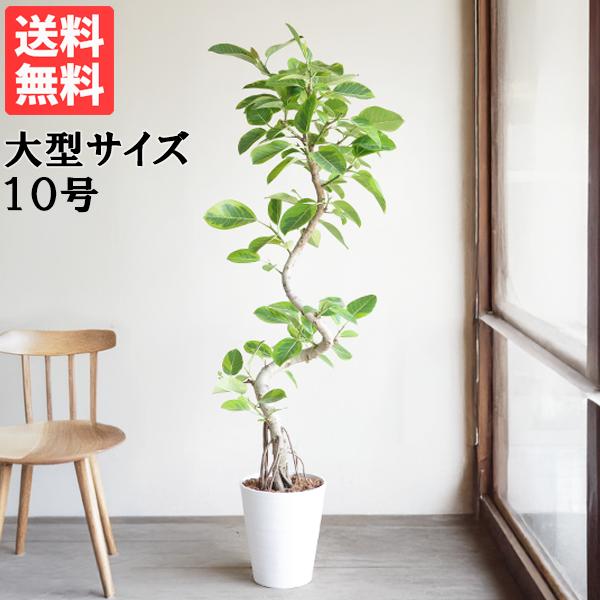 フィカス アルテシーマ S字樹形 ホワイトセラアート 観葉植物 10号
