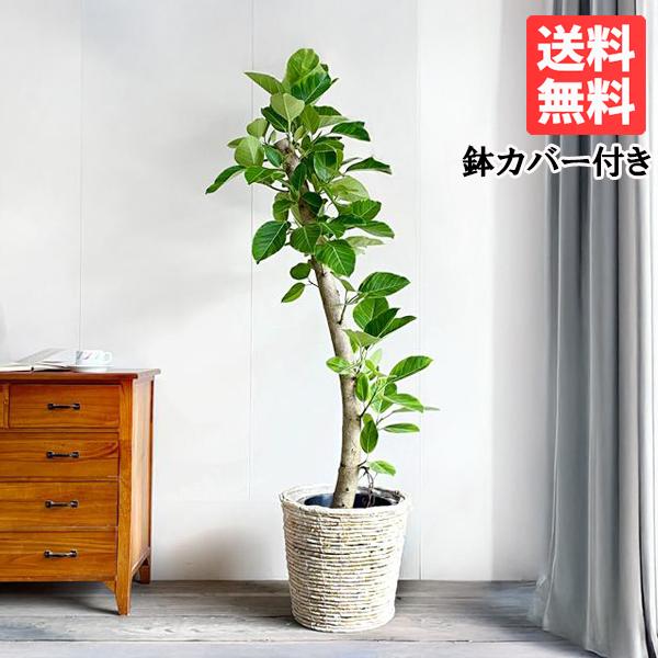フィカス アルテシーマ 朴仕立て 観葉植物 10号 大型 ナチュラル鉢