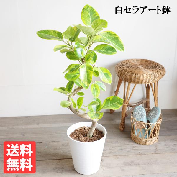フィカス アルテシーマ ループ仕立て アルテシマ 観葉植物 ホワイト