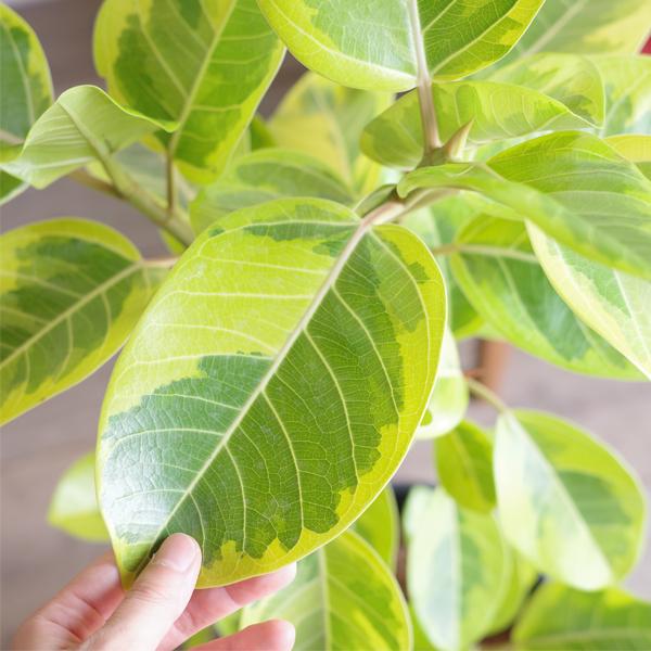 フィカス アルテシーマ ループ仕立て アルテシマ 観葉植物 ホワイト