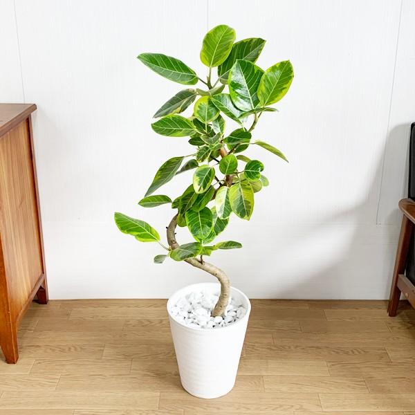 史上最も激安 フィカス アルテシーマ ループ仕立て アルテシマ 観葉植物 ホワイトセラアート鉢 送料無料 即日出荷 100 本物保証 Www Maxipiso Com Ar