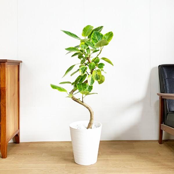 史上最も激安 フィカス アルテシーマ ループ仕立て アルテシマ 観葉植物 ホワイトセラアート鉢 送料無料 即日出荷 100 本物保証 Www Maxipiso Com Ar
