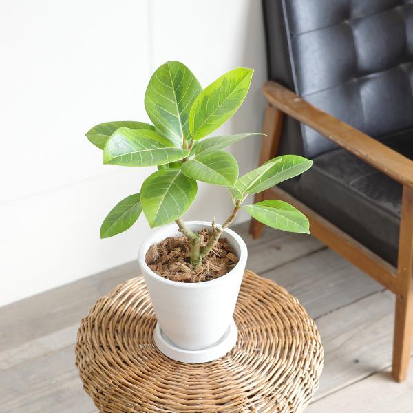 直接引取■フィカス・アルテシマ/アルテシーマ 観葉植物/200cm■濃緑の斑入 フィカス アルテシーマ 観葉植物 ボタニープランター 2色 中型