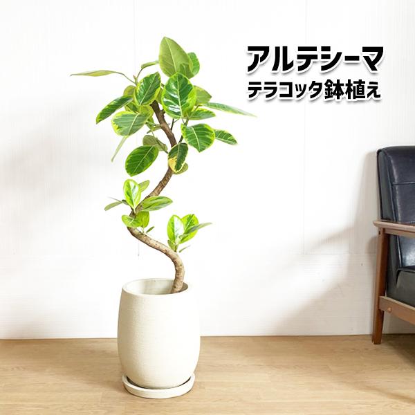 人気ショップが最安値挑戦 アルテシーマ 陶器テラコッタ鉢植え 丸型 アイボリー 送料無料 観葉植物 中型 大型 インテリア フィカス アルテシマ 全国宅配無料 Www Maxipiso Com Ar