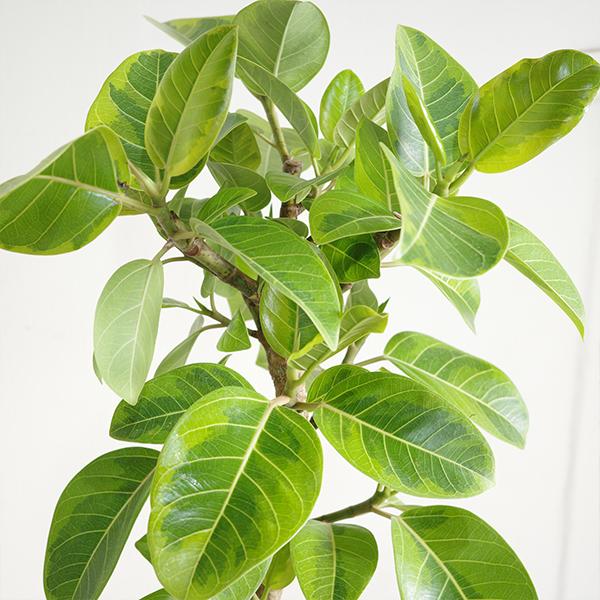 フィカス アルテシーマ S字樹形 観葉植物 10号 大型 アルテシマ ゴムの