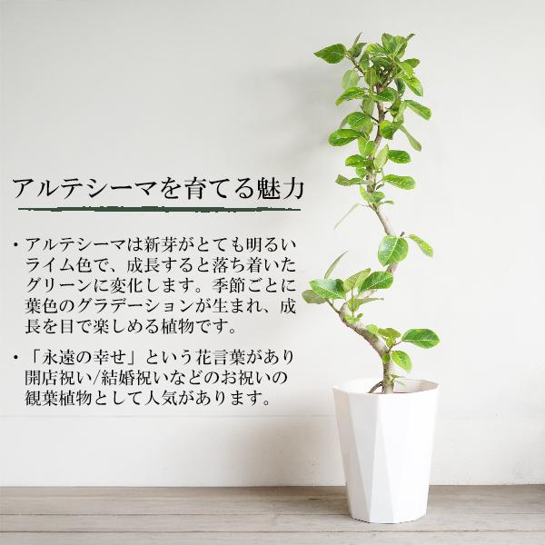 フィカス アルテシーマ S字樹形 観葉植物 10号 大型 アルテシマ ゴムの