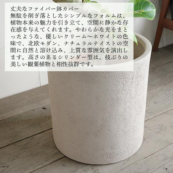 フィカス アルテシーマ S字樹形 観葉植物 10号 大型 シリンダー型鉢