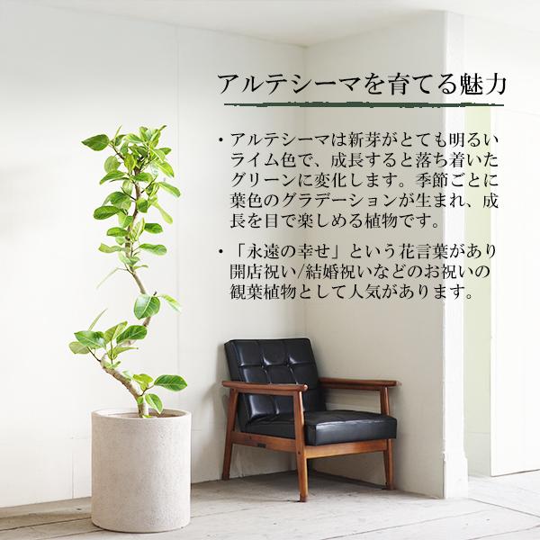 フィカス アルテシーマ S字樹形 観葉植物 10号 大型 シリンダー型鉢