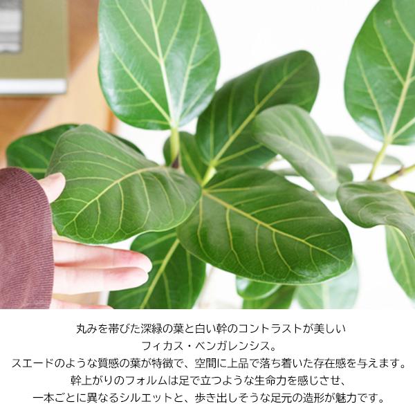 足付き フィカス ベンガレンシス 幹上がり ブラウン陶器鉢植え 北欧ヴィンテージ風 ベンガルゴムの木 観葉植物 中型 お祝い 送料無料 即日出荷