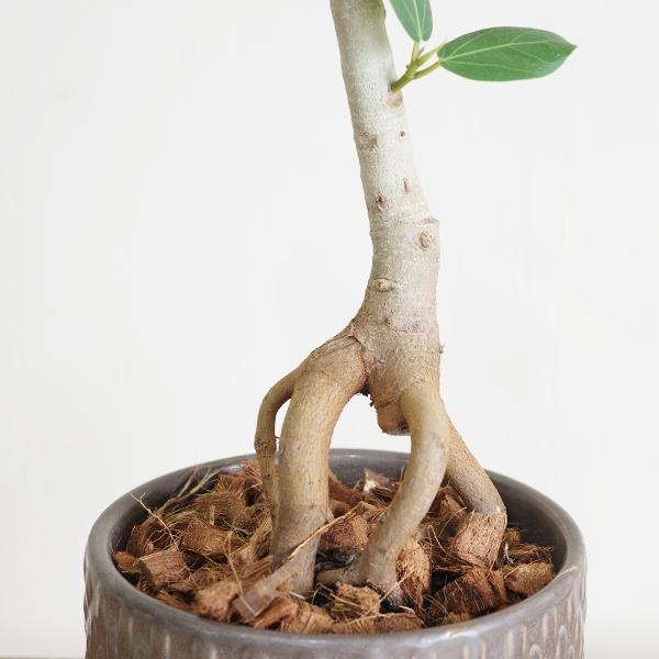 足付き フィカス ベンガレンシス 幹上がり ブラウン陶器鉢植え 北欧ヴィンテージ風 ベンガルゴムの木 観葉植物 中型 お祝い 送料無料 即日出荷