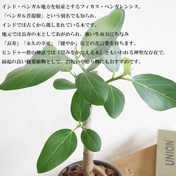 足付き フィカス ベンガレンシス 幹上がり ブラウン陶器鉢植え 北欧ヴィンテージ風 ベンガルゴムの木 観葉植物 中型 お祝い 送料無料 即日出荷