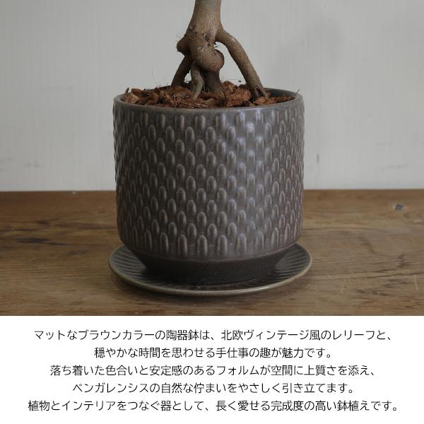足付き フィカス ベンガレンシス 幹上がり ブラウン陶器鉢植え 北欧ヴィンテージ風 ベンガルゴムの木 観葉植物 中型 お祝い 送料無料 即日出荷