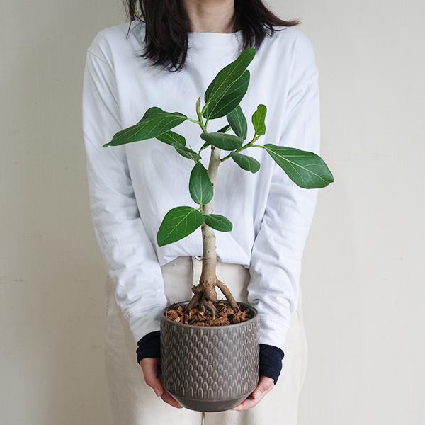 足付き フィカス ベンガレンシス 幹上がり ブラウン陶器鉢植え 北欧ヴィンテージ風 ベンガルゴムの木 観葉植物 中型 お祝い 送料無料 即日出荷